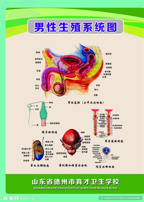 男生的生殖器|小知识:男性生殖系统概述